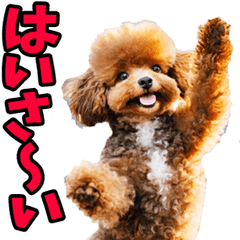 [LINEスタンプ] 沖縄弁☆わんこ