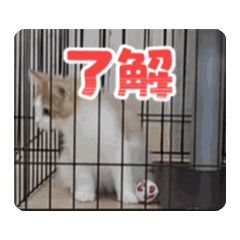 [LINEスタンプ] アニまるひと声