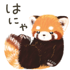 [LINEスタンプ] レッサーパンダ ポヘのはにゃ！な気持ち