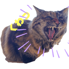 [LINEスタンプ] うちのぬこ【アンバー】