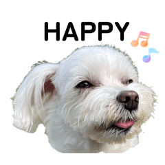 [LINEスタンプ] マルチーズ写真・舌ペロスタンプ