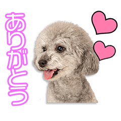 [LINEスタンプ] 木下家の風ちゃん