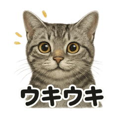 [LINEスタンプ] 【感情表現】アメリカンショートヘア