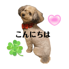 [LINEスタンプ] トイプーのぴーちゃん①
