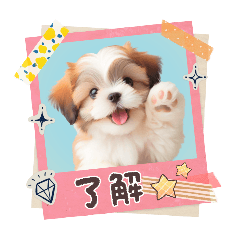 [LINEスタンプ] かわいいシーズーの犬スタンプ