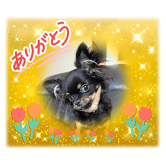 [LINEスタンプ] ゆりんかのチワわんこ9