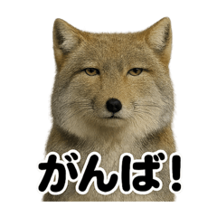 [LINEスタンプ] 無表情！チベットスナギツネの応援スタンプ