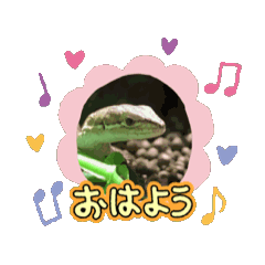 [LINEスタンプ] カナヘビのクリームちゃん♡