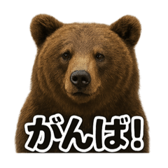 [LINEスタンプ] リアルでかわいい！ヒグマの応援スタンプ