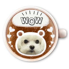[LINEスタンプ] マルチーズ顔（写真）カフェラテ風スタンプ