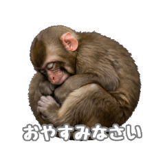 [LINEスタンプ] 【bulu】かわいいお猿さん