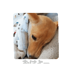 [LINEスタンプ] まいにち使えるスタンプ☆こむき