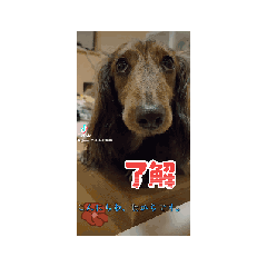 [LINEスタンプ] ダックスフントたからたん