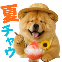 [LINEスタンプ] 夏に使える♡かわいいチャウチャウ犬
