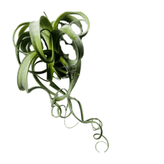 [LINEスタンプ] ティランジアの大きな文字スタンプ