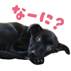 [LINEスタンプ] ぽん君_スタンプ