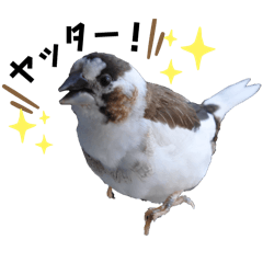 [LINEスタンプ] ジュウシマツさんスタンプ