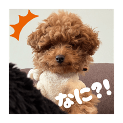 [LINEスタンプ] トイプードルのゆるゆる