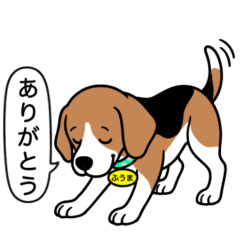 [LINEスタンプ] ビーグルの「ふうま」