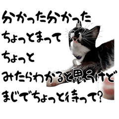 [LINEスタンプ] うちのねこ「るとら」