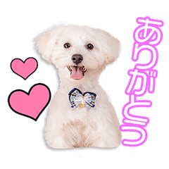 [LINEスタンプ] 小山家のこたろうちゃん