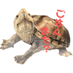 [LINEスタンプ] ミシシッピニオイガメ！ことちゃん