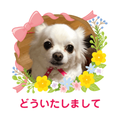 [LINEスタンプ] ゆりんかのチワわんこ6.