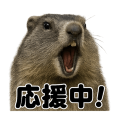 [LINEスタンプ] リアルでかわいいマーモットの応援スタンプ