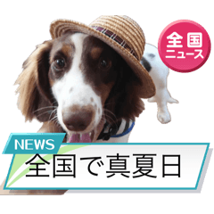 [LINEスタンプ] カグラくんスタンプ12