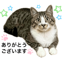 [LINEスタンプ] 敬語にゃんこ達 猫の画像（メイン）