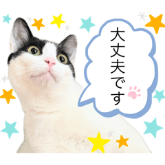 [LINEスタンプ] 敬語にゃんこ達 猫2