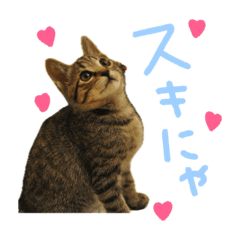[LINEスタンプ] 本物のキジトラ猫の日常挨拶スタンプ