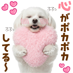 [LINEスタンプ] 毎日使える！感情ゆたかで可愛いマルチーズ