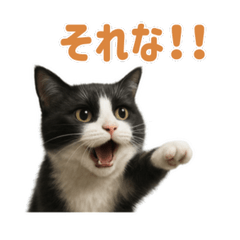[LINEスタンプ] リアルでかわいい猫さんのスタンプ