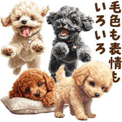 [LINEスタンプ] 毛色いろいろ！感情いっぱいトイプードル