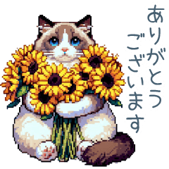 [LINEスタンプ] 敬語で連絡ラグドール【かわいい・猫】