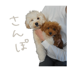 [LINEスタンプ] 友達ん家のワンコたち