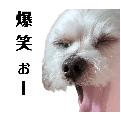 [LINEスタンプ] 頑張れむさちゃん2