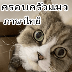 [LINEスタンプ] ねこかぞく-タイ語