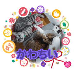 [LINEスタンプ] 我が家の猫達（保護猫3兄妹）
