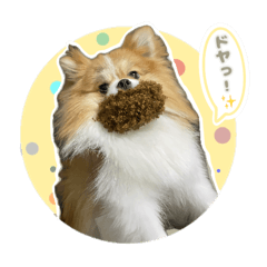 [LINEスタンプ] ポメラニアンのおこめくんの日常3
