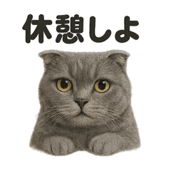 [LINEスタンプ] スコティッシュホールド猫のもふもふ日常