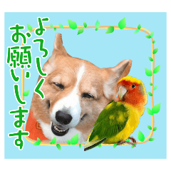 [LINEスタンプ] コーギーとコザクラインコのスタンプ