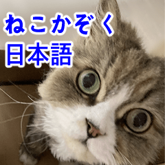[LINEスタンプ] ねこかぞく 日本語