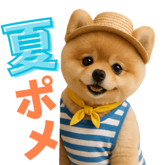 [LINEスタンプ] 夏に使える♡かわいいポメラニアン
