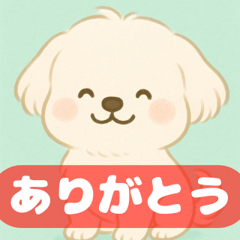 [LINEスタンプ] ゆるっとかわいいマルチーズ【ふわふわ犬】