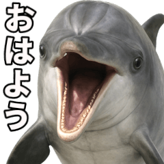 [LINEスタンプ] イルカのBIGな日常スタンプ