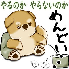 [LINEスタンプ] 柴犬さん 2025 「やるかやらないか」