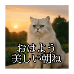 [LINEスタンプ] ちょっと上からな猫