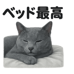 [LINEスタンプ] ロシアンブルー猫｜もふもふ＆ぐで〜な日常